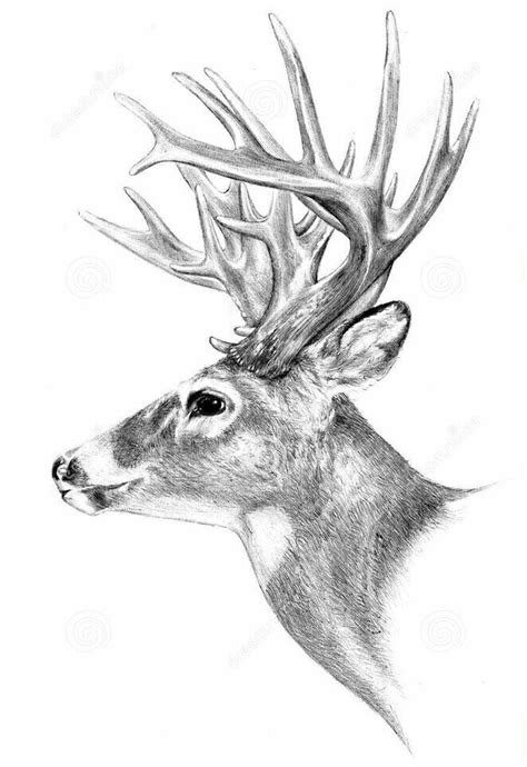 Pin By Cristina Rizea On Pencil Deer Drawing Deer Artwork Hunting