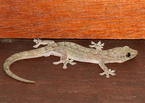 10 Home Remedies To Rid Your Home Of Lizards Online Pest Control