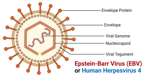 Epstein Barr Virus Ebv Or Human Herpesvirus 4 An Overview