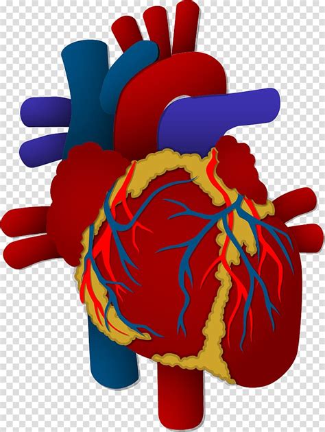 Download Heart Organ Anatomy Royalty Free Vector Graphic Pixabay