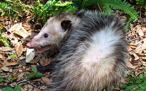Opossum Playing Dead