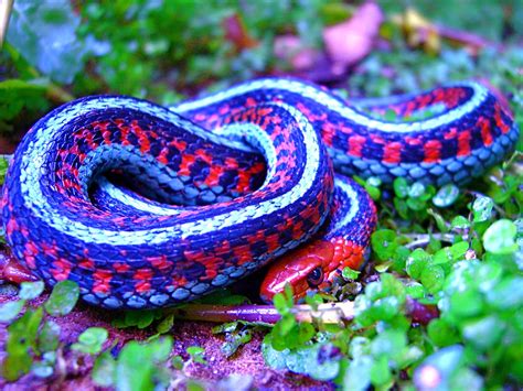 Thamnophis Sirtalis Infernalis California Red Sided Garter Snake A