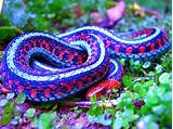 This california subspecies of common garter snake can be stunning. Thamnophis sirtalis infernalis; California Red-sided ...