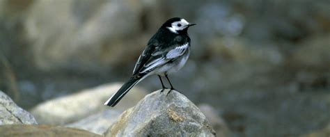 Pied Wagtail Perched On Rock In Stream Bird Facts Wagtail Black And