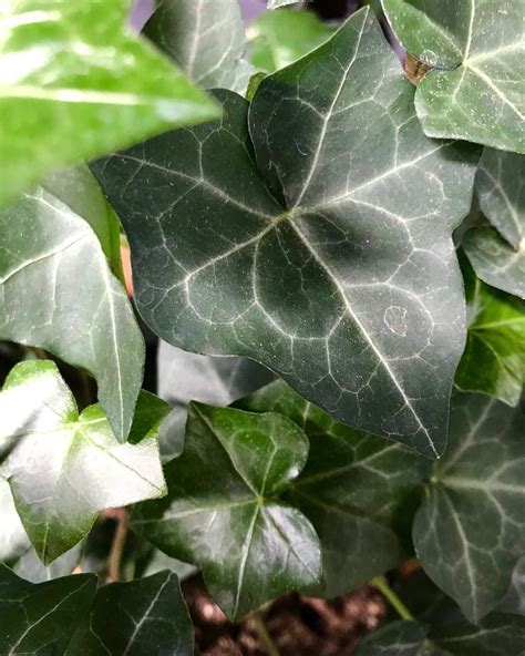 Our Care Guide For Indoor English Ivy Hedera