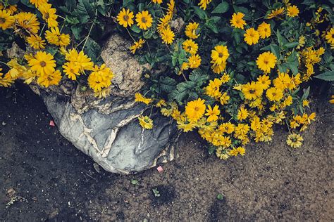 1000 Beautiful Yellow Flowers Photos · Pexels · Free Stock Photos