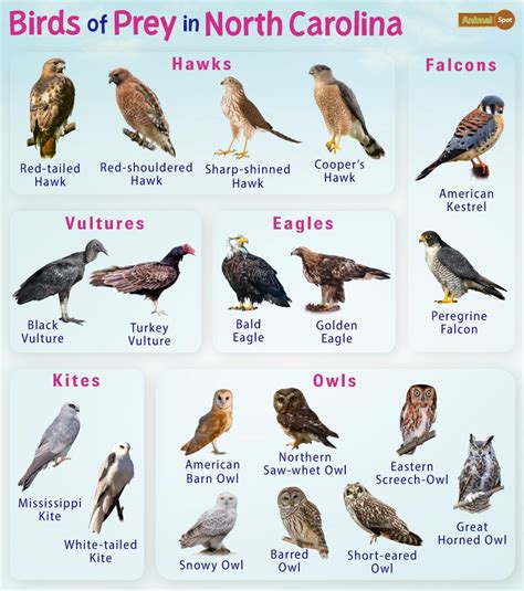 Birds Of Prey In North Carolina Facts List Pictures