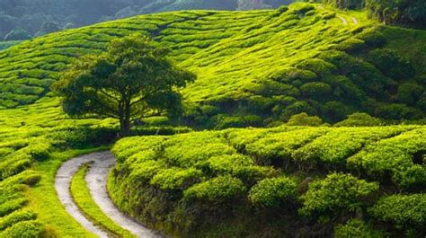 India Has Some Of The Best Tea Plantations In The World Check Out These 5