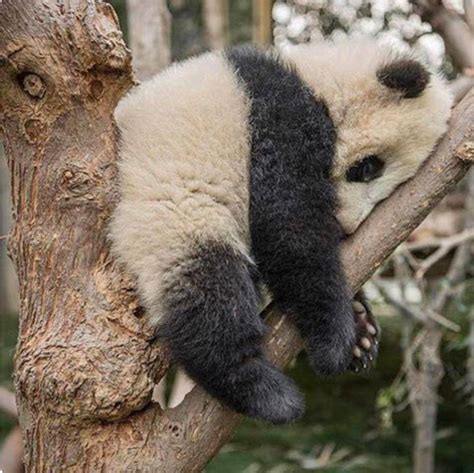Baby Panda Sleeping In The Crotch Of A Tree So Cute Panda Bear