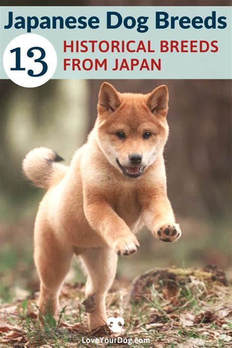 Japanese Dog Breeds 13 Different Breeds From Japan Japanese Dog