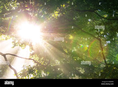 Morning Sun Rays In Forest Stock Photo Alamy