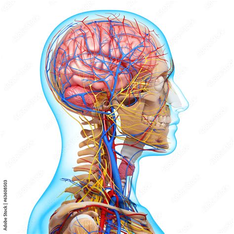 3d Anatomy Of Circulatory System And Nervous System With Brain Stock