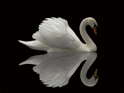 Wallpaper Swan Reflection Cute Animals Animals 4878