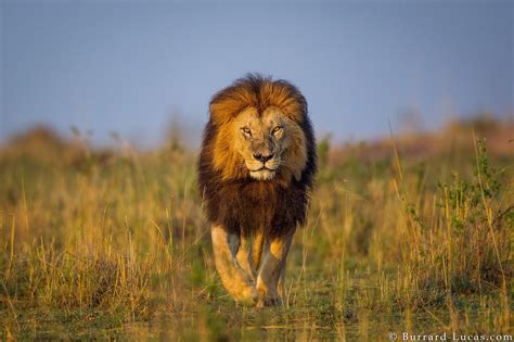 Male Lion Leão Papel De Parede Animais Selvagens Da áfrica Papel De