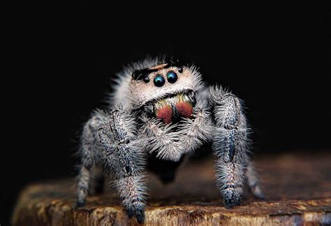 All About Spiders Basics Body Behavior Welcome Wildlife