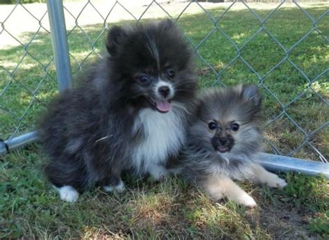 Our pomeranian puppies for sale in north carolina, bred for health & temperament. Pomeranian Puppies for Sale in Elizabeth City, North ...