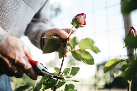 How To Grow Roses From Cuttings Better Homes And Gardens