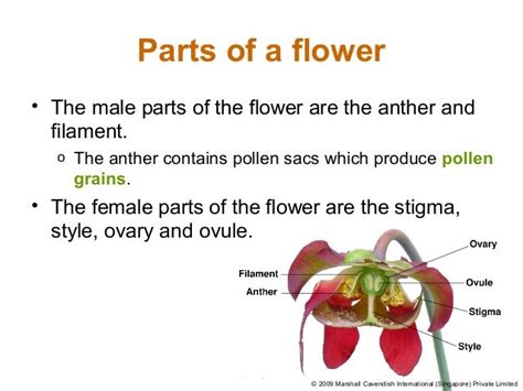 Male And Female Parts Of A Flower And Their Functions All Categories