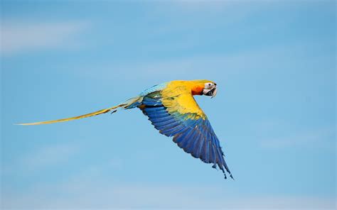 Flying True Macaws Wallpapers Hd Wallpapers Id 20295