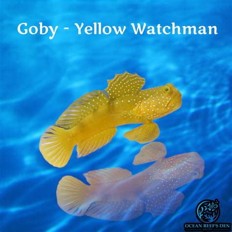 Goby Yellow Watchman Ocean Reefs Den Aquatics Ord Aquatics