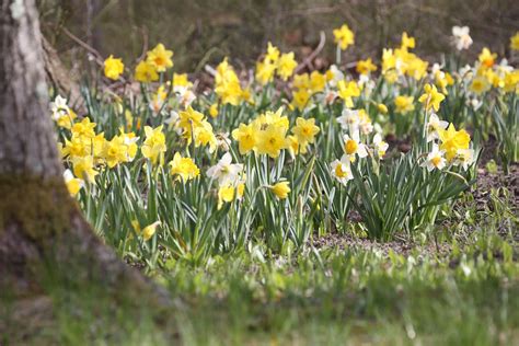 What to do with dead daffodils in the garden. Planting Tips for Naturalizing Daffodils - Longfield Gardens