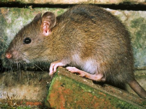 Rats The Pest Doctor Pest Control Southampton Call 07502 002042