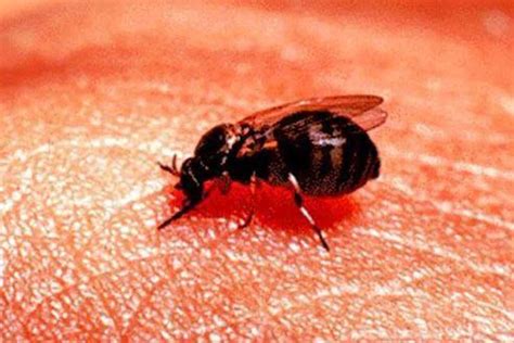 Warning As Bloodsucking Blandford Flies That Can Cause Groin Swelling