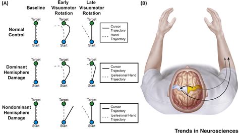 The Cortical Physiology Of Ipsilateral Limb Movements Trends In