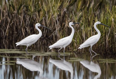 White Birds In Florida With Long Beaks Allbirdlife