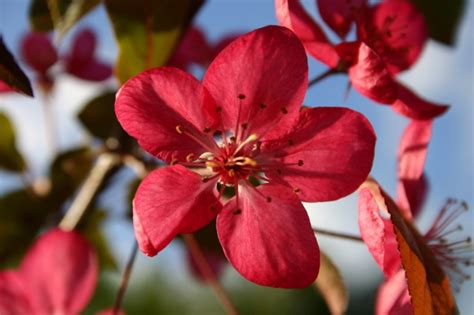 Red Flowers In Spring Plant And Nature Photos Aaron Schmidt Photography