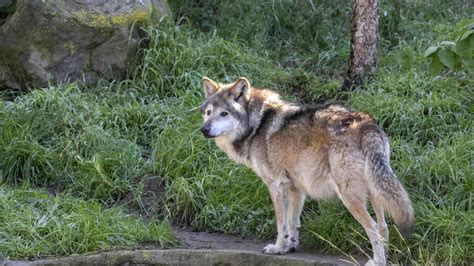 Elderly Mexican Gray Wolf Dies At San Francisco Zoo Ap News