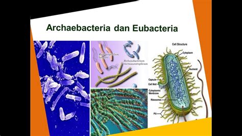 FILM Archaebacteria Dan Eubacteria PELAJARAN BIOLOGI SMA YouTube