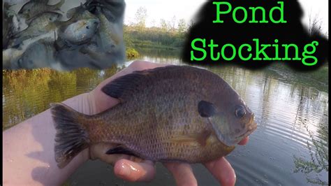 Stocking Fish In A Pond Youtube
