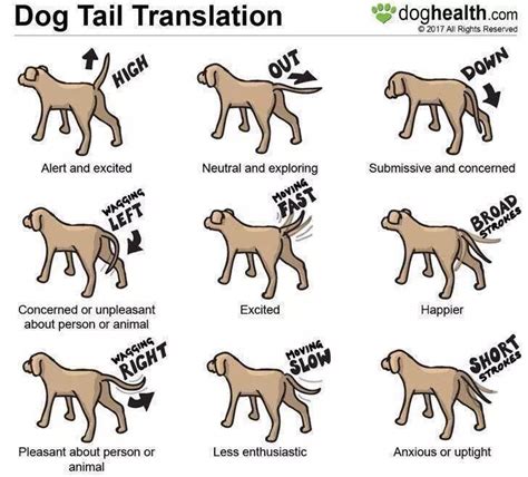 Pin By Mair Evans On Dogs Dog Body Language Dog Behavior Dog Training