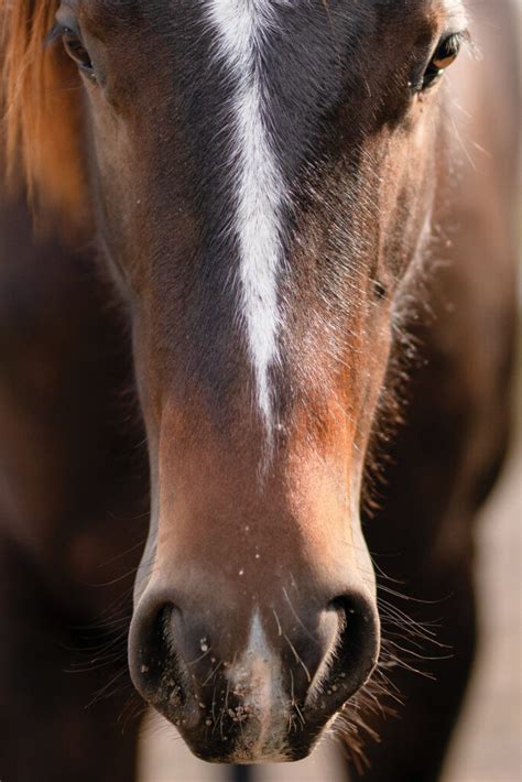 Does Your Horse Have Warts Horse And Rider