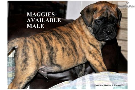 Brindle Male: Bullmastiff puppy for sale near Shreveport, Louisiana. | 546d0629-5e41