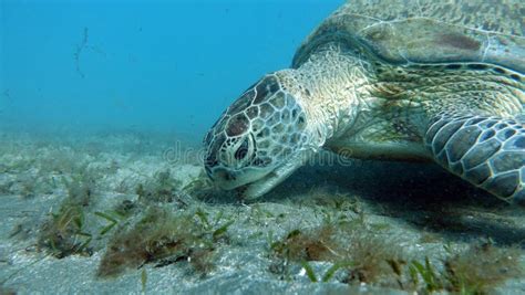 Big Green Turtle On The Reefs Of The Red Seagreen Turtles Are The