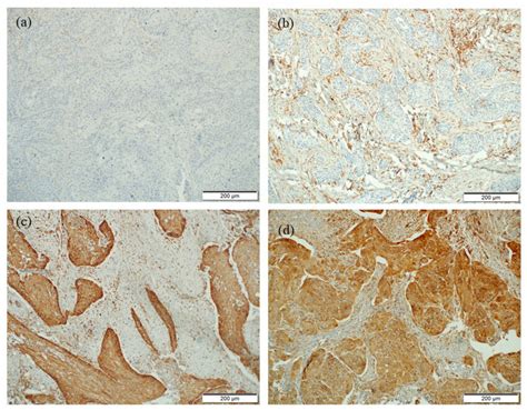 Representative Microphotographs Of Sting Immunostaining A Lack Of