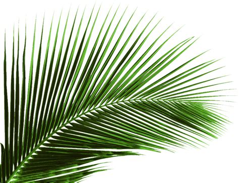 Green Palm Leaves Png Transparent Png Svg Clip Art For Web Download Images