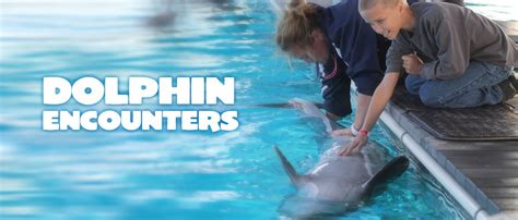 04 Dolphin Encounter Ocean Adventures