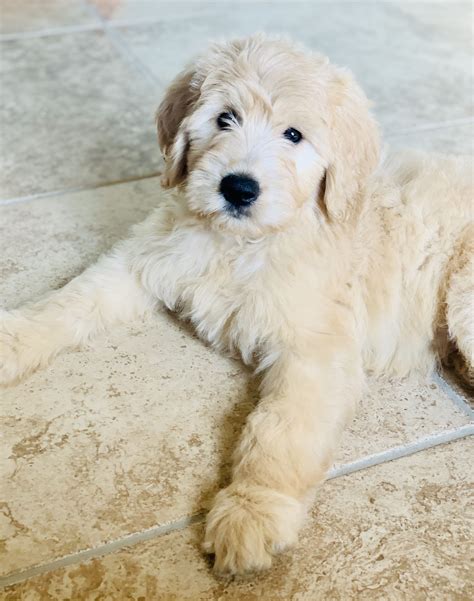 F1 Goldendoodle Puppies For Sale Our Available F1b Goldendoodles Artofit
