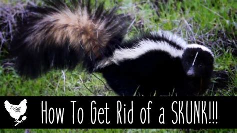 Another type of fence to consider is an electric fence. How to Get Rid of a Skunk: Has a skunk taken up residence ...