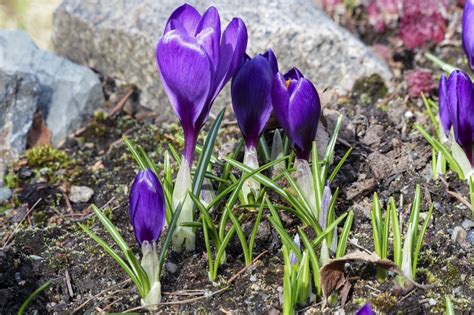 Plant Autumn Crocus Corms Now Ripley Nurseries Garden Centre Farm