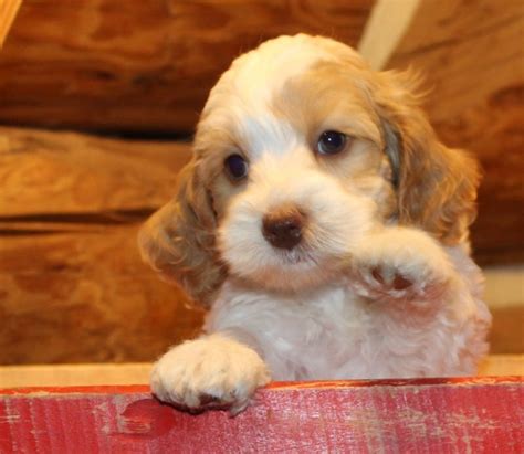 Goldendoodle and bernedoodle puppies in mn. Maple Grove labradoodle puppies, breeder of small, medium ...