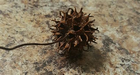 Outdoors What Kind Of Tree Produces These Seed Pods Looking Like Spiky Balls