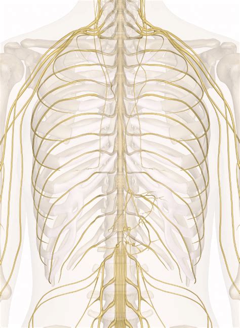 Chest Muscles Diagram Chest Muscles Diagram How To Build Chest