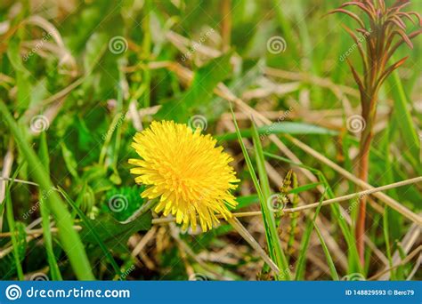 Macro Photo Of A Dandelion Plant Dandelion Plant With A Fluffy Yellow
