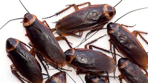 What To Do When A Flying Cockroach Attacks You In Your Own Bathroom