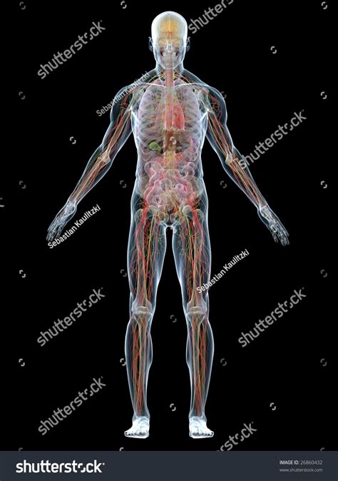 Human Anatomy Stock Photo 26860432 Shutterstock