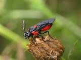 Images of Red And Black Wasp